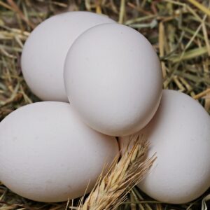Huevos de Pato